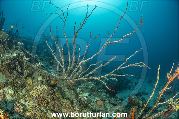New Britain, Papua New Guinea, Pacific ocean, Sea fan, Coral, Cnidaria, Cnidarian, Reef, Dead sea fan, Dying sea fan
