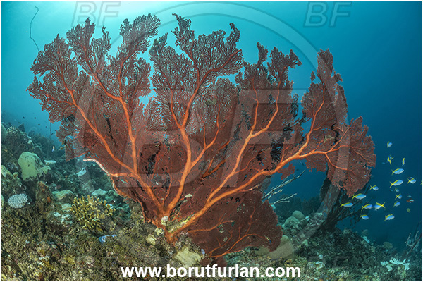New Britain, Papua New Guinea, Pacific ocean, Melithaea sp., Melithaea, Melithaeidae, Sea fan, Coral, Cnidaria, Cnidarian, Reef