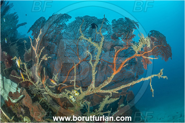 New Britain, Papua New Guinea, Pacific ocean, Melithaea sp., Melithaea, Melithaeidae, Sea fan, Coral, Cnidaria, Cnidarian, Reef, Dead sea fan, Dying sea fan