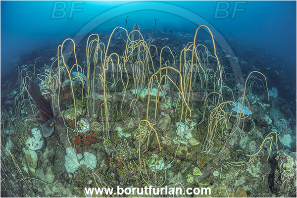 New Britain, Papua New Guinea, Pacific ocean, Junceella fragilis, Junceella rubra, Junceella, Ellisellidae, Anthozoa, Cnidaria, Cnidarian, Sea whip, Whip coral, Coral, Reef