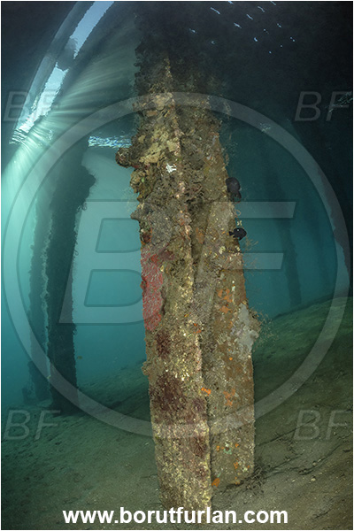 New Britain, Papua New Guinea, Pacific ocean, Jetty, Pillar, Sand, Various benthic life