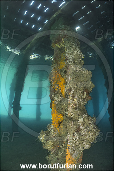 New Britain, Papua New Guinea, Pacific ocean, Jetty, Pillar, Sand, Various benthic life