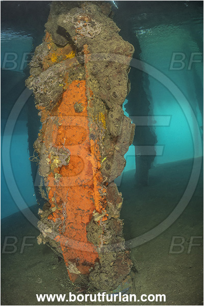 New Britain, Papua New Guinea, Pacific ocean, Jetty, Pillar, Sand, Various benthic life