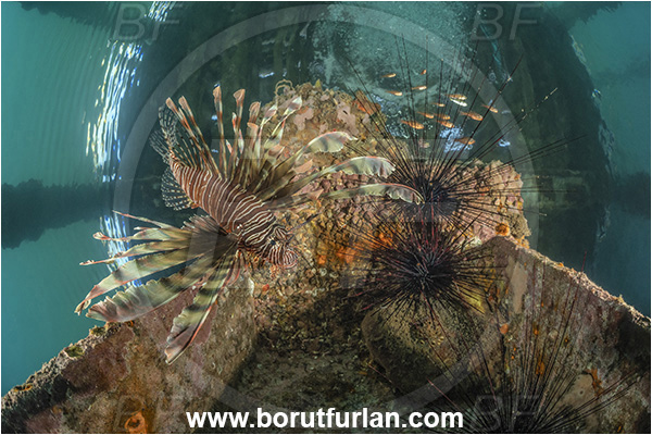 New Britain, Papua New Guinea, Pacific ocean, Jetty, Pterois miles, Pterois, Scorpaenidae, Devil Firefish, Lionfish, Fish