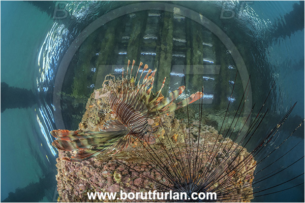 New Britain, Papua New Guinea, Pacific ocean, Jetty, Pterois miles, Pterois, Scorpaenidae, Devil Firefish, Lionfish, Fish
