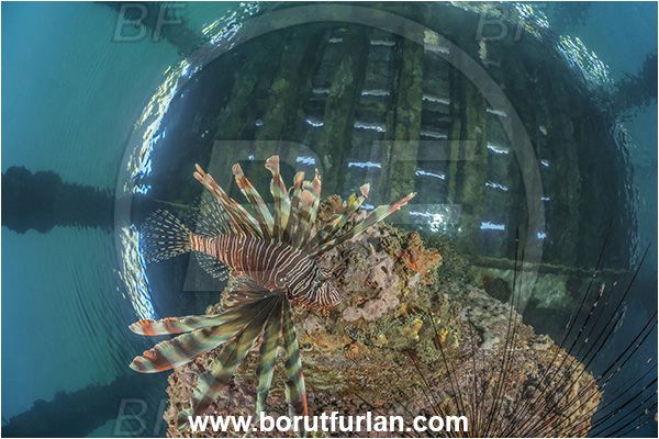 New Britain, Papua New Guinea, Pacific ocean, Jetty, Pterois miles, Pterois, Scorpaenidae, Devil Firefish, Lionfish, Fish