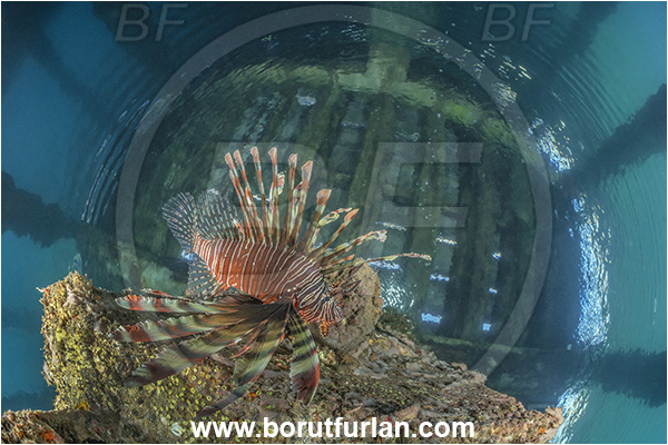 New Britain, Papua New Guinea, Pacific ocean, Jetty, Pterois miles, Pterois, Scorpaenidae, Devil Firefish, Lionfish, Fish