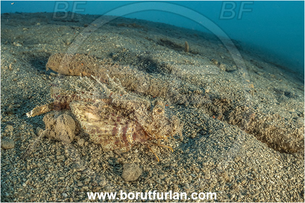 New Britain, Papua New Guinea, Pacific ocean, Sand, Inimicus didactylus, Inimicus, Synanceiidae, Demon Stinger, Bearded ghoul, Longsnout Stingerfish, Scorpionfish, Fish
