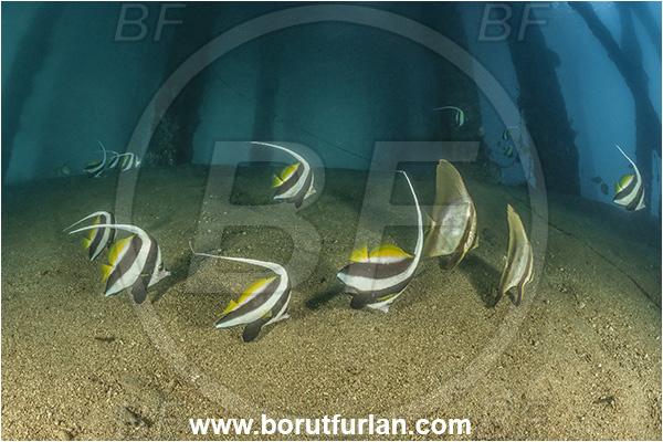 New Britain, Papua New Guinea, Pacific ocean, Jetty, Pillars, Sand, Platax teira, Platax, Ephippidae, Longfin Batfish, Batfish, Juvenile, Heniochus diphreutes, Heniochus, Chaetodontidae, Schooling bannerfish, Bannerfish, Fish, Fish school