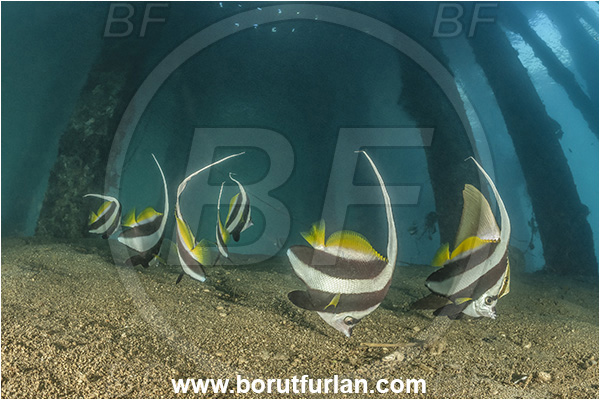 New Britain, Papua New Guinea, Pacific ocean, Jetty, Pillars, Sand, Heniochus diphreutes, Heniochus, Chaetodontidae, Schooling bannerfish, Bannerfish, Fish, Fish school