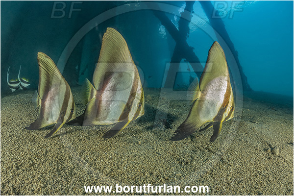 New Britain, Papua New Guinea, Pacific ocean, Jetty, Pillars, Sand, Platax teira, Platax, Ephippidae, Longfin Batfish, Batfish, Fish, Juvenile