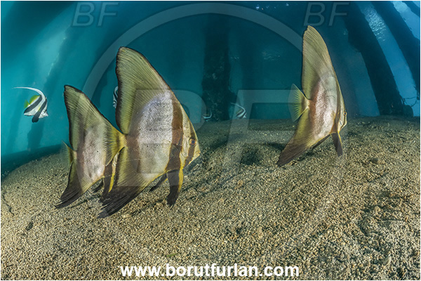 New Britain, Papua New Guinea, Pacific ocean, Jetty, Pillars, Sand, Platax teira, Platax, Ephippidae, Longfin Batfish, Batfish, Fish, Juvenile