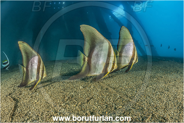 New Britain, Papua New Guinea, Pacific ocean, Jetty, Pillars, Sand, Platax teira, Platax, Ephippidae, Longfin Batfish, Batfish, Fish, Juvenile