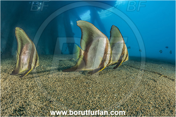 New Britain, Papua New Guinea, Pacific ocean, Jetty, Pillars, Sand, Platax teira, Platax, Ephippidae, Longfin Batfish, Batfish, Fish, Juvenile