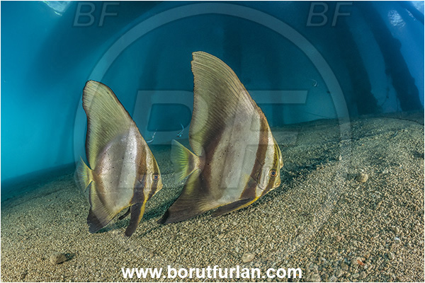 New Britain, Papua New Guinea, Pacific ocean, Jetty, Pillars, Sand, Platax teira, Platax, Ephippidae, Longfin Batfish, Batfish, Fish, Juvenile