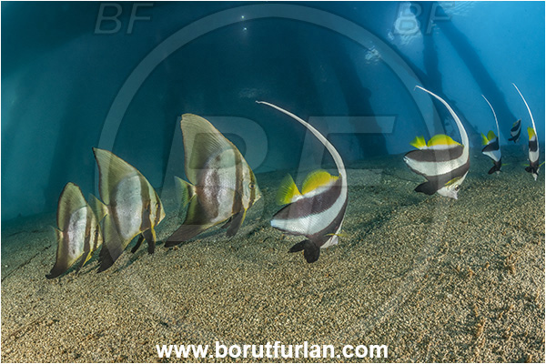 New Britain, Papua New Guinea, Pacific ocean, Jetty, Pillars, Sand, Platax teira, Platax, Ephippidae, Longfin Batfish, Batfish, Juvenile, Heniochus diphreutes, Heniochus, Chaetodontidae, Schooling bannerfish, Bannerfish, Fish, Fish school