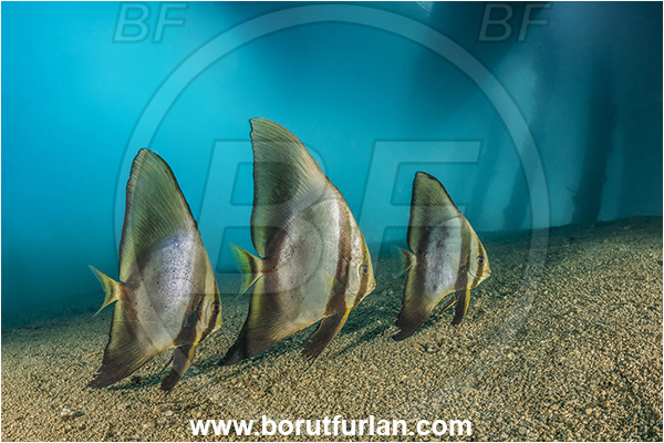 New Britain, Papua New Guinea, Pacific ocean, Jetty, Pillars, Sand, Platax teira, Platax, Ephippidae, Longfin Batfish, Batfish, Fish, Juvenile