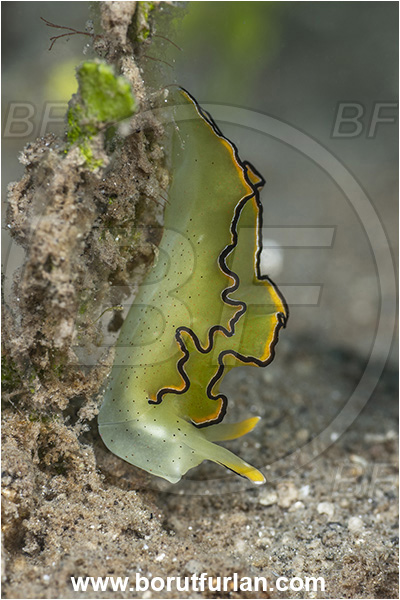 New Britain, Papua New Guinea, Pacific ocean, Elysia marginata, Elysia, Plakobranchidae, Tri-banded leaf slug, Nudibranch, Sea slug, Gastropoda, Mollusca, Mollusc