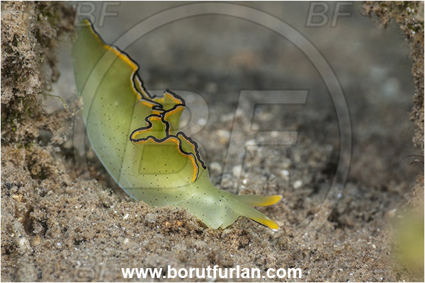 New Britain, Papua New Guinea, Pacific ocean, Elysia marginata, Elysia, Plakobranchidae, Tri-banded leaf slug, Nudibranch, Sea slug, Gastropoda, Mollusca, Mollusc