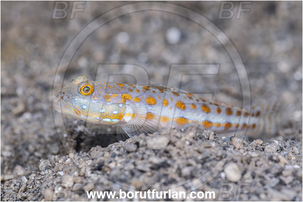 New Britain, Papua New Guinea, Pacific ocean, Valenciennea puellaris, Valenciennea, Gobiidae, Maiden goby, Goby, Fish