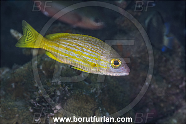 New Britain, Papua New Guinea, Pacific ocean, Lutjanus rufolineatus, Lutjanus, Lutjanidae, Yellow-lined snapper, Snapper, Fish