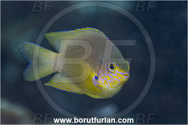 New Britain, Papua New Guinea, Pacific ocean, Amblyglyphidodon aureus, Amblyglyphidodon, Pomacentridae, Golden damselfish, Damselfish, Fish