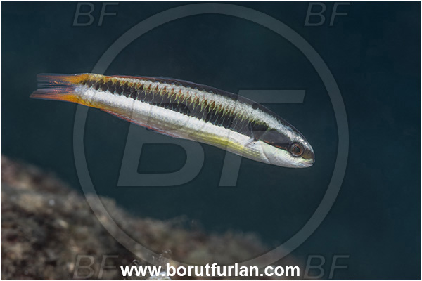 New Britain, Papua New Guinea, Pacific ocean, Thalassoma amblycephalum, Thalassoma, Labridae, Bluntheaded wrasse, Wrasse, Fish