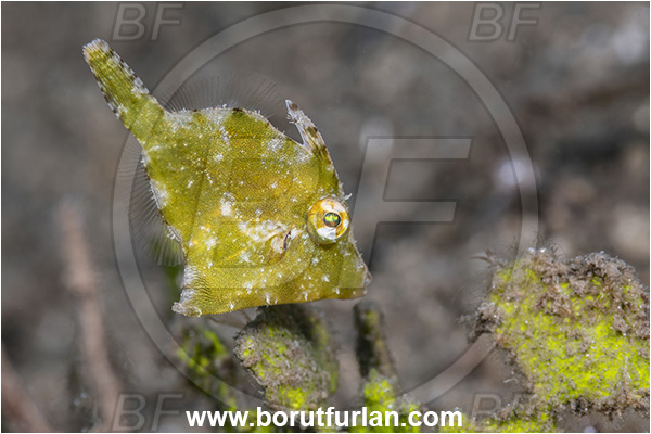 New Britain, Papua New Guinea, Pacific ocean, Acreichthys tomentosus, Acreichthys, Monacanthidae, Bristle-tail filefish, Filefish, Fish, Juvenile