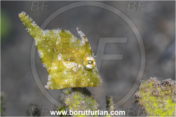 New Britain, Papua New Guinea, Pacific ocean, Acreichthys tomentosus, Acreichthys, Monacanthidae, Bristle-tail filefish, Filefish, Fish, Juvenile