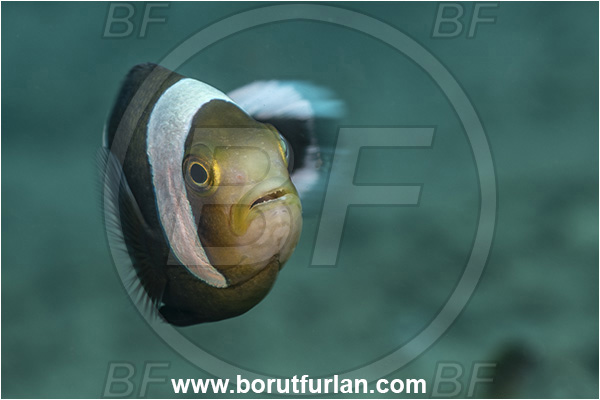 New Britain, Papua New Guinea, Pacific ocean, Amphiprion polymnus, Amphiprion, Pomacentridae, Saddleback clownfish, Panda Clownfish, Clownfish, Saddleback Anemonefish, Anemonefish, Fish