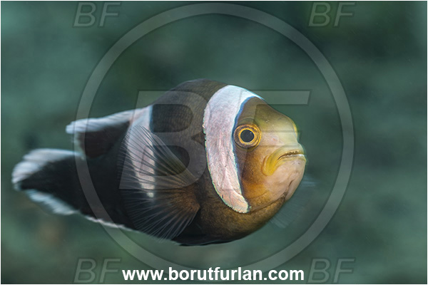 New Britain, Papua New Guinea, Pacific ocean, Amphiprion polymnus, Amphiprion, Pomacentridae, Saddleback clownfish, Panda Clownfish, Clownfish, Saddleback Anemonefish, Anemonefish, Fish