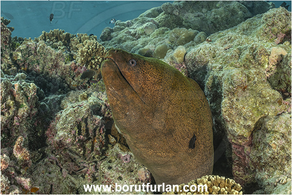 Rangiroa atoll, Tuamotu Archipelago, French Polynesia, Pacific ocean, Gymnothorax javanicus, Gymnothorax, Muraenidae, Giant Moray, Moray, Fish, Portrait, Reef