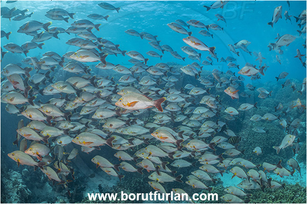 French Polynesia, Tuamotu Archipelago, Rangiroa atoll, Pacific ocean, Lutjanus gibbus, Lutjanus, Lutjanidae, Humpback Red Snapper, Snapper, Fish, Fish school, Reef