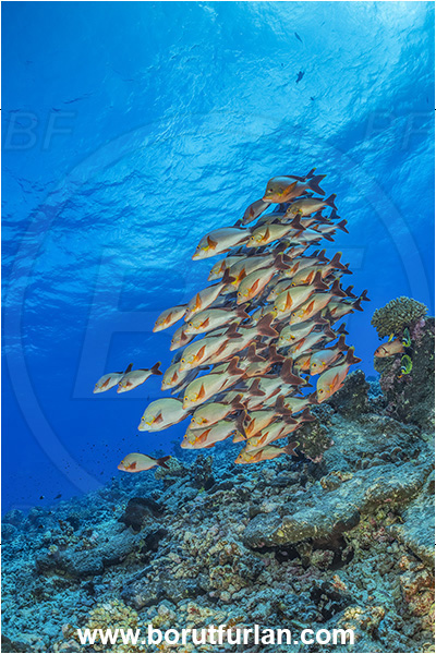 French Polynesia, Tuamotu Archipelago, Rangiroa atoll, Pacific ocean, Lutjanus gibbus, Lutjanus, Lutjanidae, Humpback Red Snapper, Snapper, Fish, Fish school, Reef