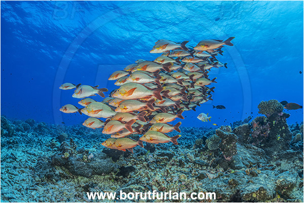 French Polynesia, Tuamotu Archipelago, Rangiroa atoll, Pacific ocean, Lutjanus gibbus, Lutjanus, Lutjanidae, Humpback Red Snapper, Snapper, Fish, Fish school, Reef