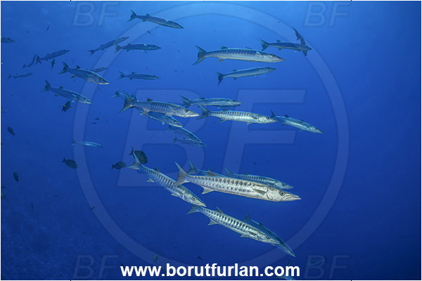 Rangiroa atoll, Tuamotu Archipelago, French Polynesia, Pacific ocean, Sphyraena barracuda, Sphyraena, Sphyraenidae, Great barracuda, Barracuda, Fish, Fish school