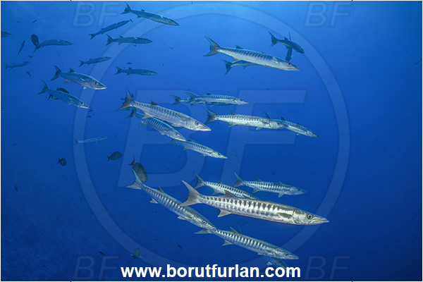 Rangiroa atoll, Tuamotu Archipelago, French Polynesia, Pacific ocean, Sphyraena barracuda, Sphyraena, Sphyraenidae, Great barracuda, Barracuda, Fish, Fish school