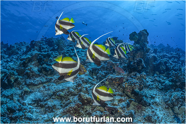 Rangiroa atoll, Tuamotu Archipelago, French Polynesia, Pacific ocean, Heniochus diphreutes, Heniochus, Chaetodontidae, Schooling bannerfish, Bannerfish, Fish, Fish school, Reef