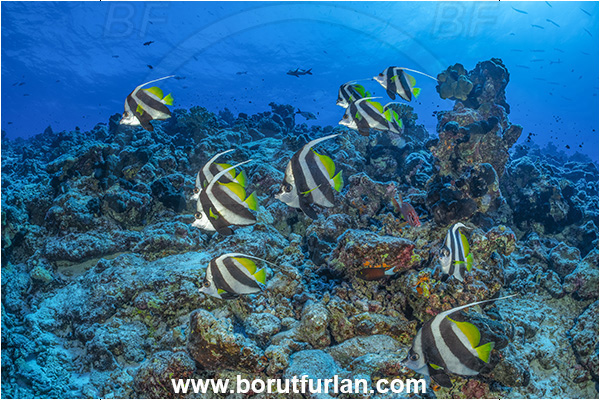 Rangiroa atoll, Tuamotu Archipelago, French Polynesia, Pacific ocean, Heniochus diphreutes, Heniochus, Chaetodontidae, Schooling bannerfish, Bannerfish, Fish, Fish school, Reef