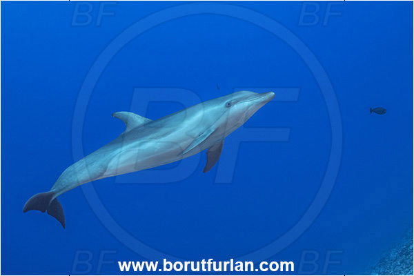 Rangiroa atoll, Tuamotu Archipelago, French Polynesia, Pacific ocean, Tursiops truncatus, Tursiops, Delphinidae, Cetartiodactyla, Bottlenose Dolphin, Dolphin, Mammalia, Mammal