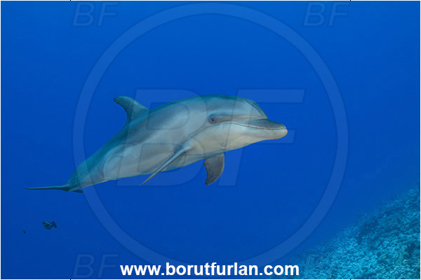 Rangiroa atoll, Tuamotu Archipelago, French Polynesia, Pacific ocean, Tursiops truncatus, Tursiops, Delphinidae, Cetartiodactyla, Bottlenose Dolphin, Dolphin, Mammalia, Mammal, Reef