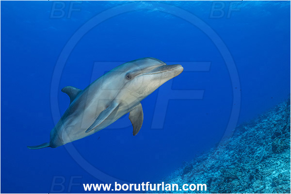 Rangiroa atoll, Tuamotu Archipelago, French Polynesia, Pacific ocean, Tursiops truncatus, Tursiops, Delphinidae, Cetartiodactyla, Bottlenose Dolphin, Dolphin, Mammalia, Mammal, Reef