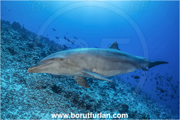 Rangiroa atoll, Tuamotu Archipelago, French Polynesia, Pacific ocean, Tursiops truncatus, Tursiops, Delphinidae, Cetartiodactyla, Bottlenose Dolphin, Dolphin, Mammalia, Mammal, Reef