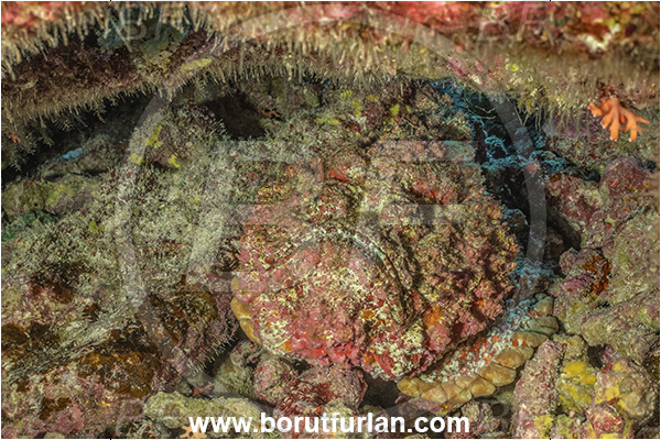 Rangiroa atoll, Tuamotu Archipelago, French Polynesia, Pacific ocean, Synanceia verrucosa, Synanceia, Synanceiidae, Reef Stonefish, Stonefish, Fish, Portrait