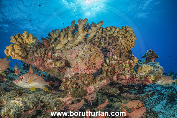 Rangiroa atoll, Tuamotu Archipelago, French Polynesia, Pacific ocean, Synanceia verrucosa, Synanceia, Synanceiidae, Reef Stonefish, Stonefish, Fish, Reef