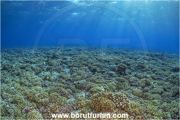 French Polynesia, Tuamotu Archipelago, Rangiroa atoll, Pacific ocean, Stone coral, Coral, Cnidaria, Cnidarian, Reef