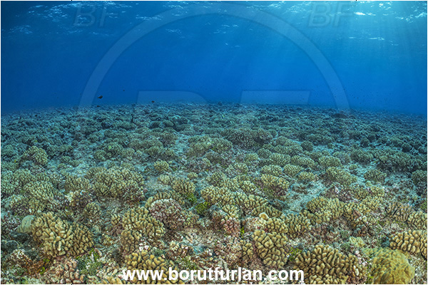 French Polynesia, Tuamotu Archipelago, Rangiroa atoll, Pacific ocean, Stone coral, Coral, Cnidaria, Cnidarian, Reef