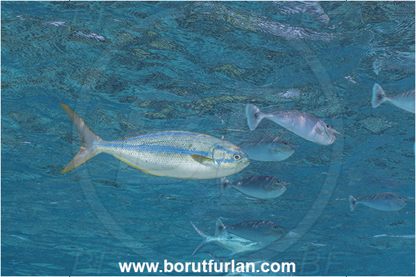 Rangiroa atoll, Tuamotu Archipelago, French Polynesia, Pacific ocean, Kyphosus ocyurus, Kyphosus, Kyphosidae, Bluestriped Chub, Chub, Fish