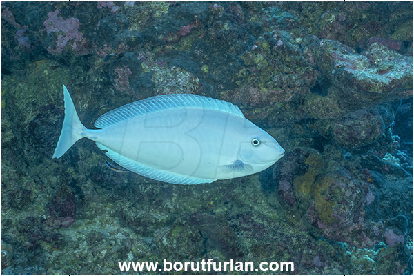 Rangiroa atoll, Tuamotu Archipelago, French Polynesia, Pacific ocean, Naso caesius, Naso, Acanthuridae, Gray unicornfish, Unicornfish, Surgeonfish, Fish
