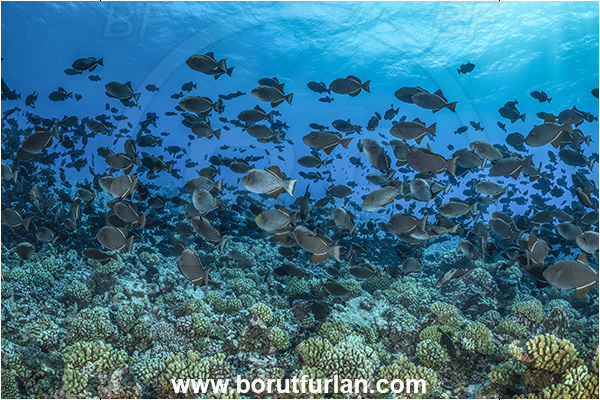Rangiroa atoll, Tuamotu Archipelago, French Polynesia, Pacific ocean, Melichthys niger, Melichthys, Balistidae, Black triggerfish, Triggerfish, Fish, Fish school, Fish spawning, Reef